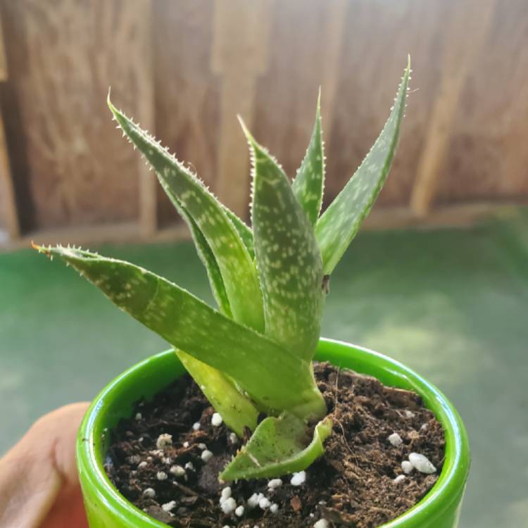 Plant image Aristaloe Aristata