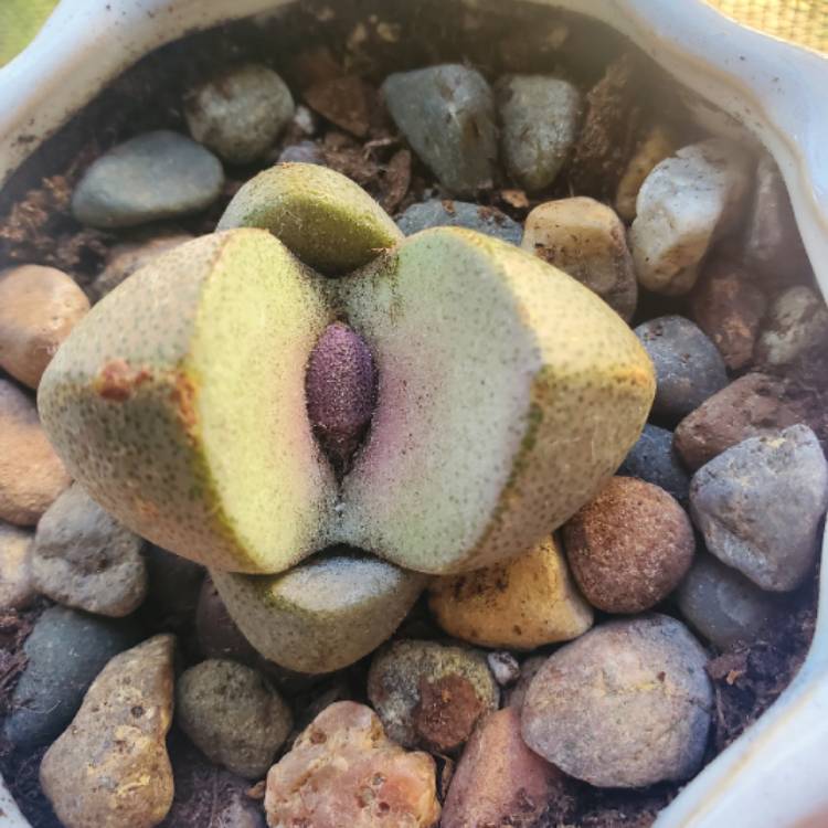 plant image 1417253