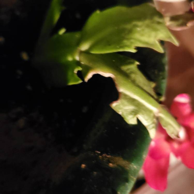 plant image 1417433 plant image 1417433