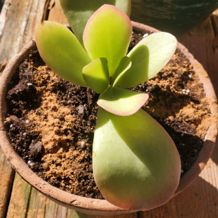 Plant image Kalanchoe Dragonfire