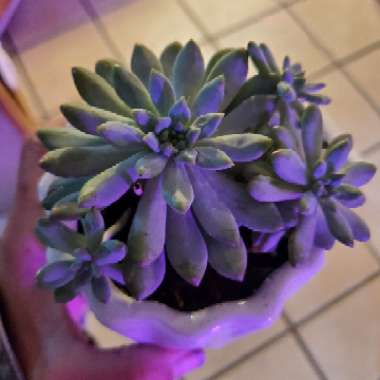 Graptopetalum Paraguayense subsp. Paraguayense Variegata