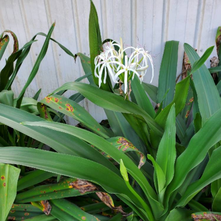 Plant image Crinum Asiaticum