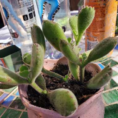 Cotyledon tomentosa