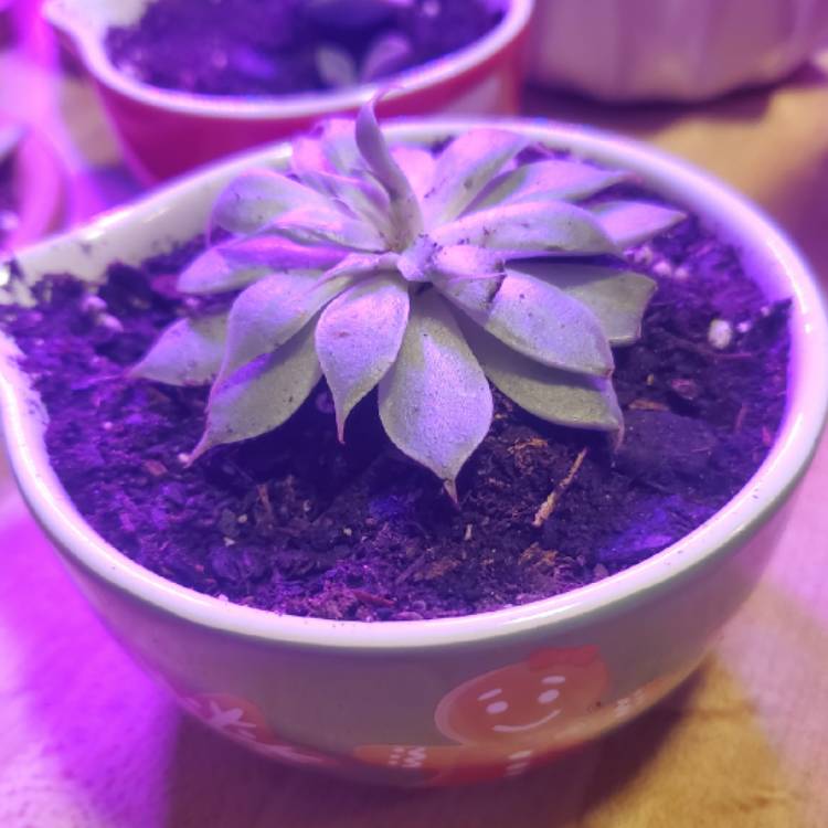 plant image 1420424