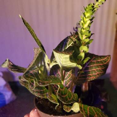 Nerve plant