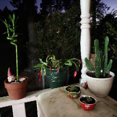 Michelle's garden