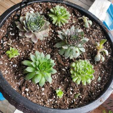 Sempervivum
