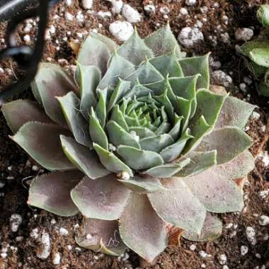 Sempervivum marylands beauty