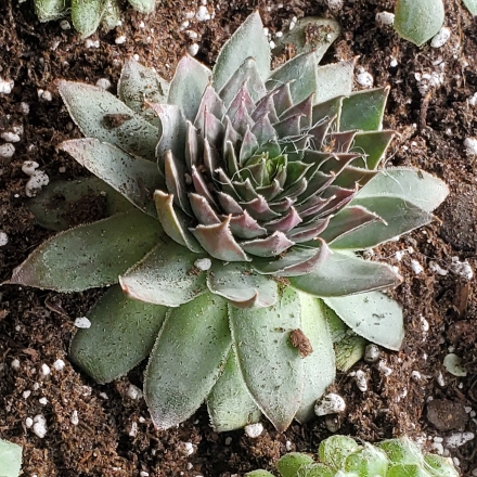 Plant image Sempervivum Pacific Red Rose