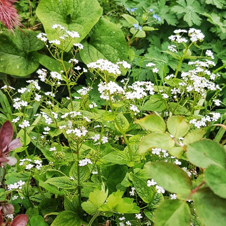 plant image 1013316