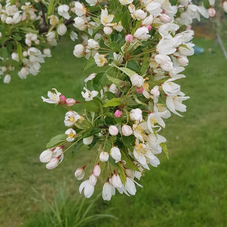 plant image 1013331