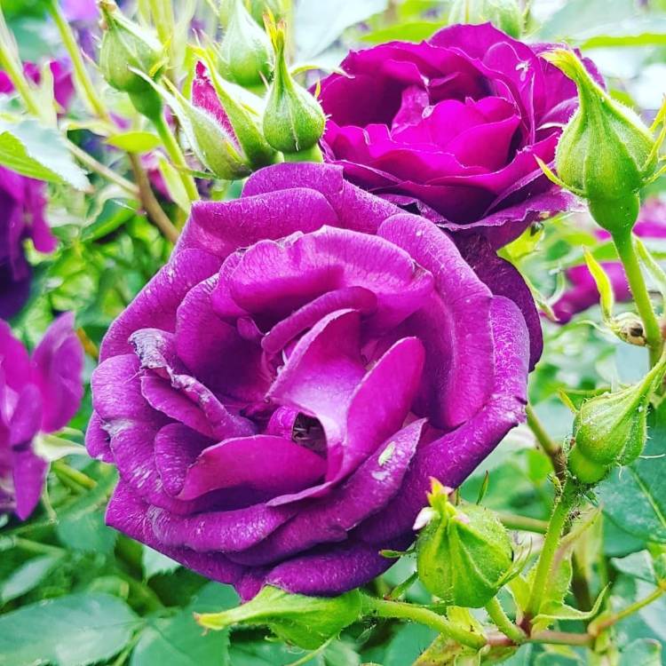 Plant image Rosa 'Wekfabpur' syn. Rosa 'Midnight Blue'