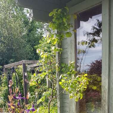 Carpinus betulus