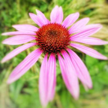 Echinacea purpurea 'Magnus'