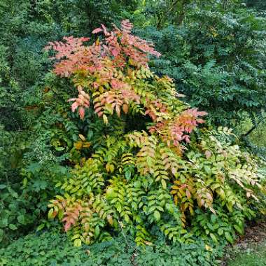 Mahonia