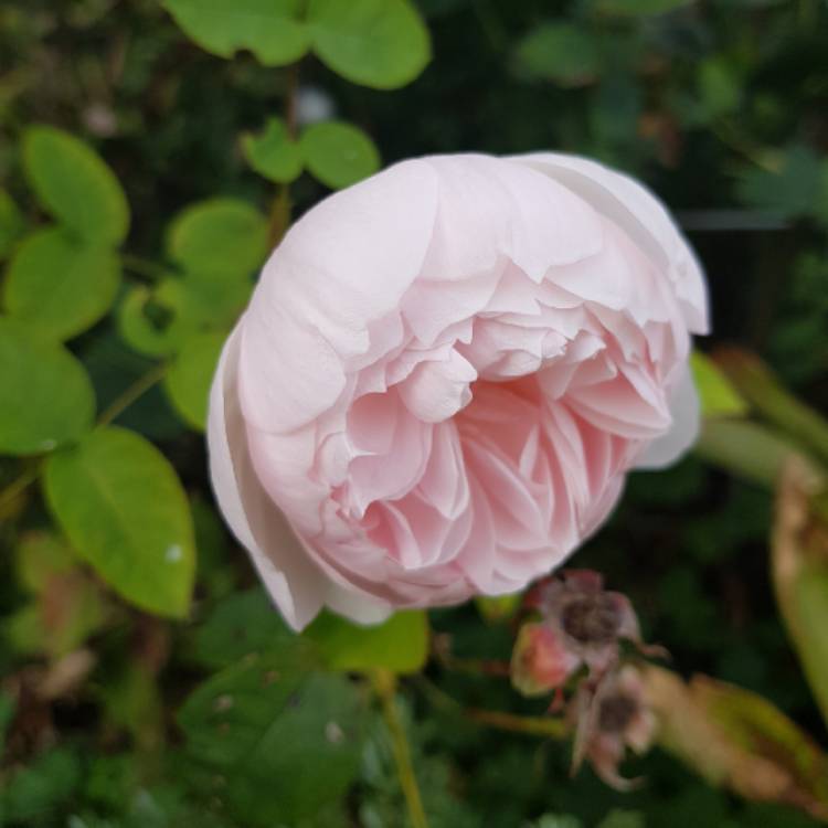 plant image 1167340