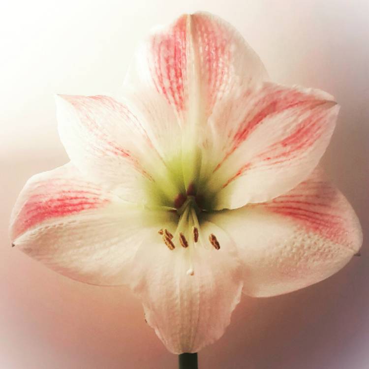 plant image 1241597 plant image 1241597