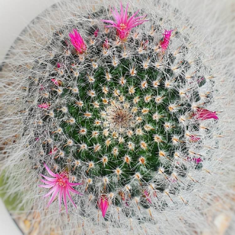 Plant image Mammillaria