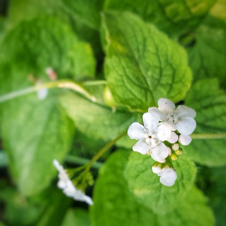 plant image 1247019