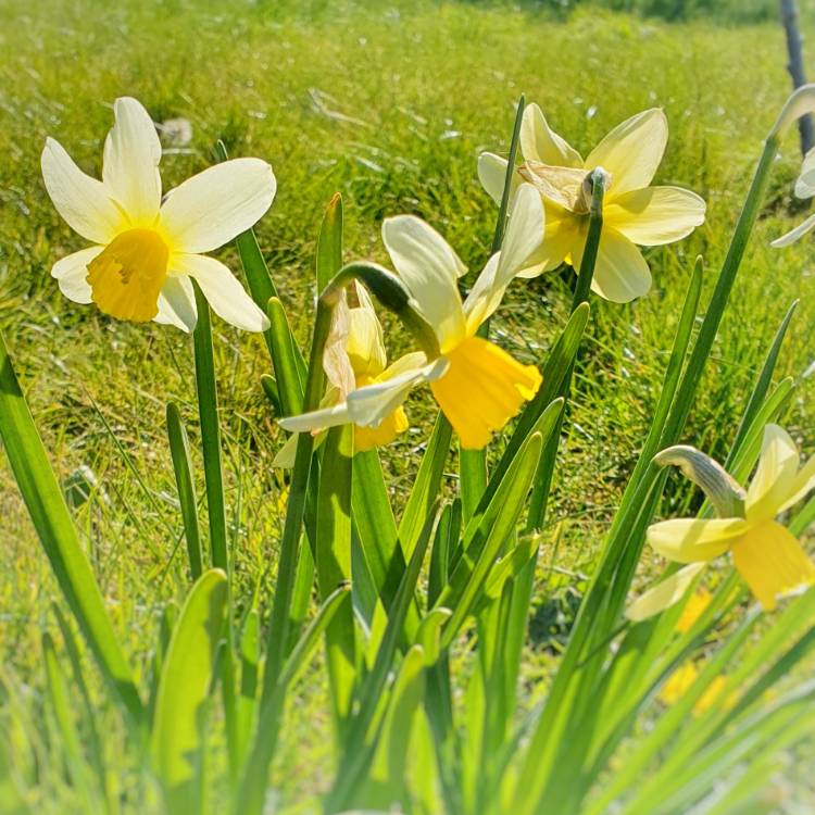 plant image 1253449