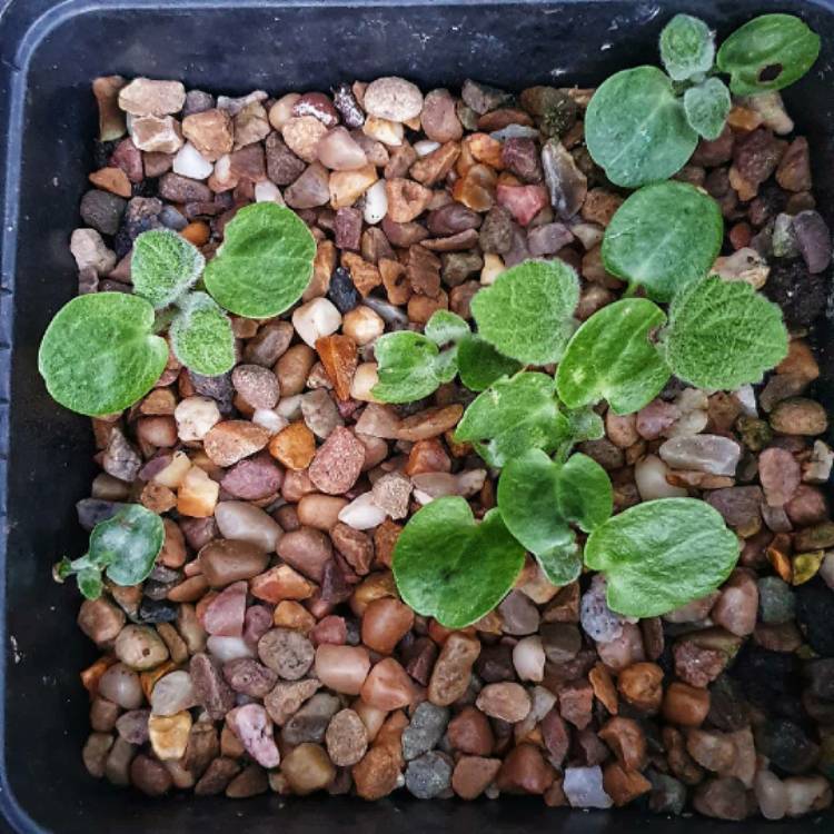 plant image 1261531