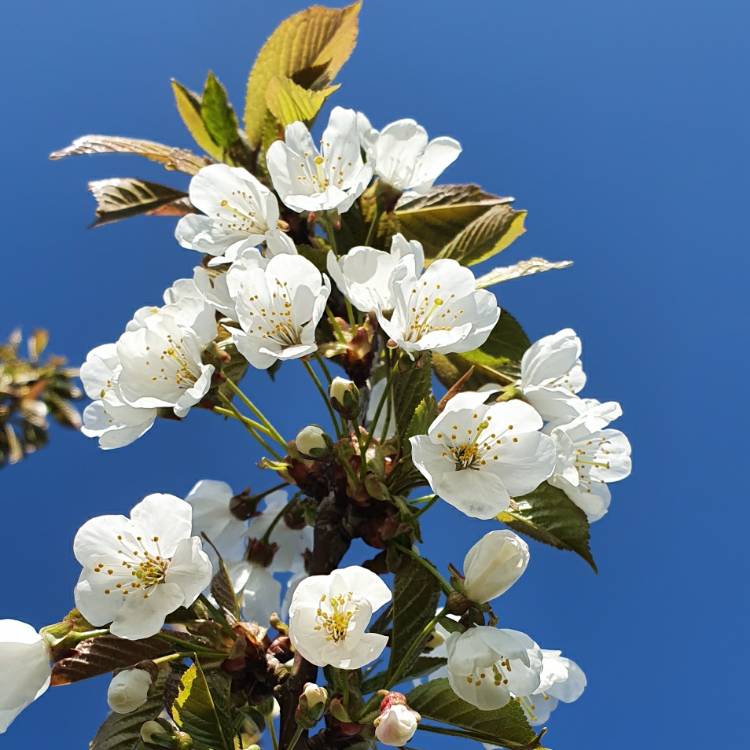 Prunus avium subsp. avium, Wild Cherry - uploaded by @michelleh