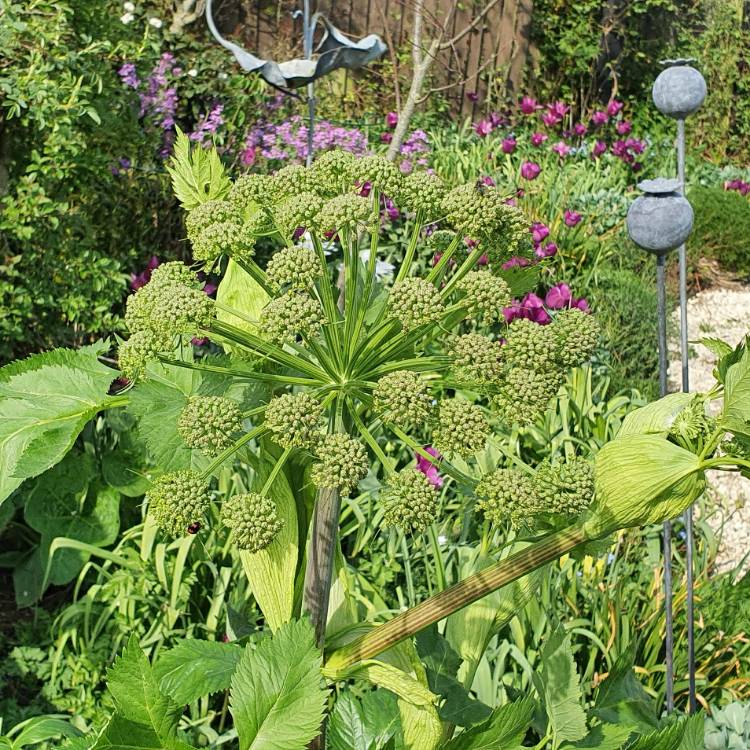 plant image 1267468 plant image 1267468
