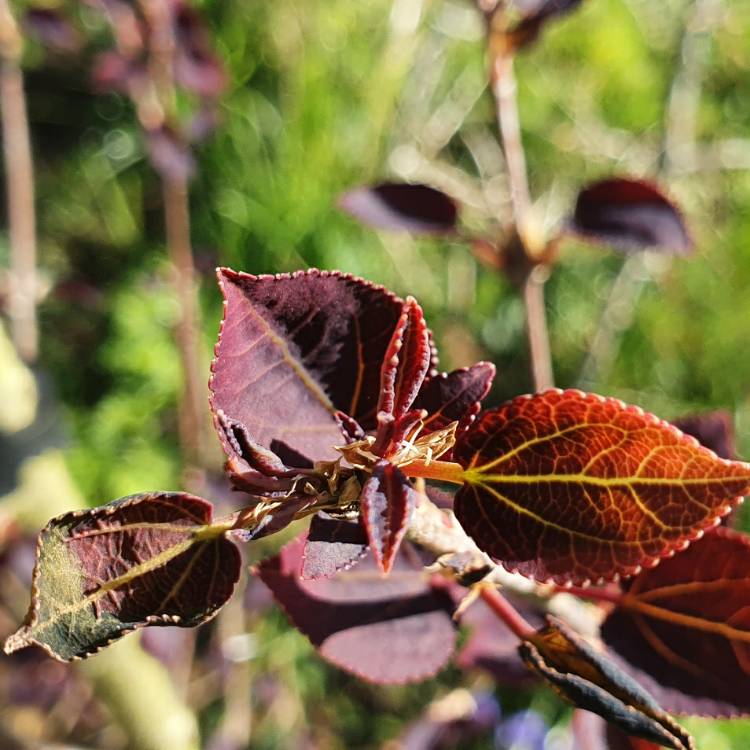 Plant image Cercidiphyllum japonicum