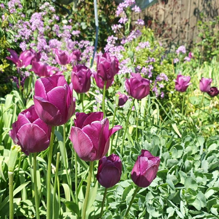 Plant image Tulipa 'Negrita'