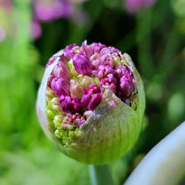Allium hollandicum 'Purple Sensation' syn. Allium 'Purple Sensation', Allium aflatunense 'Purple Sensation'