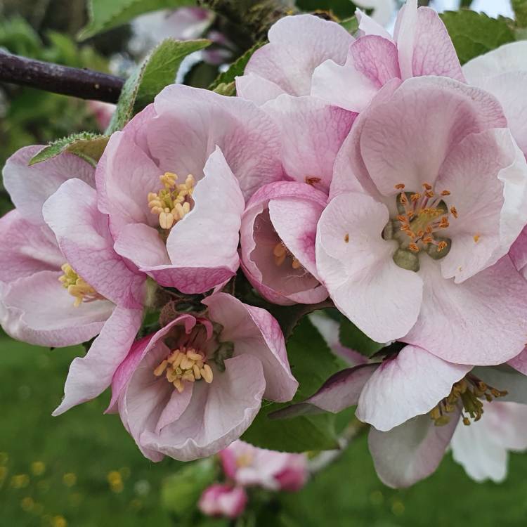 plant image 1277368