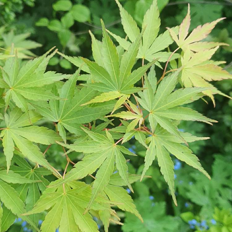 plant image 1289305