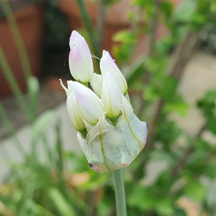 Plant image Allium roseum