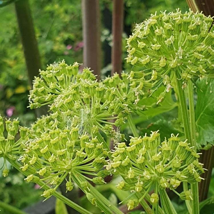 Plant image Angelica archangelica; syn Angelica officinalis