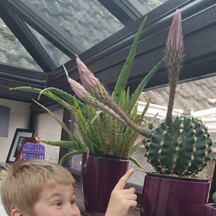plant image 1295275
