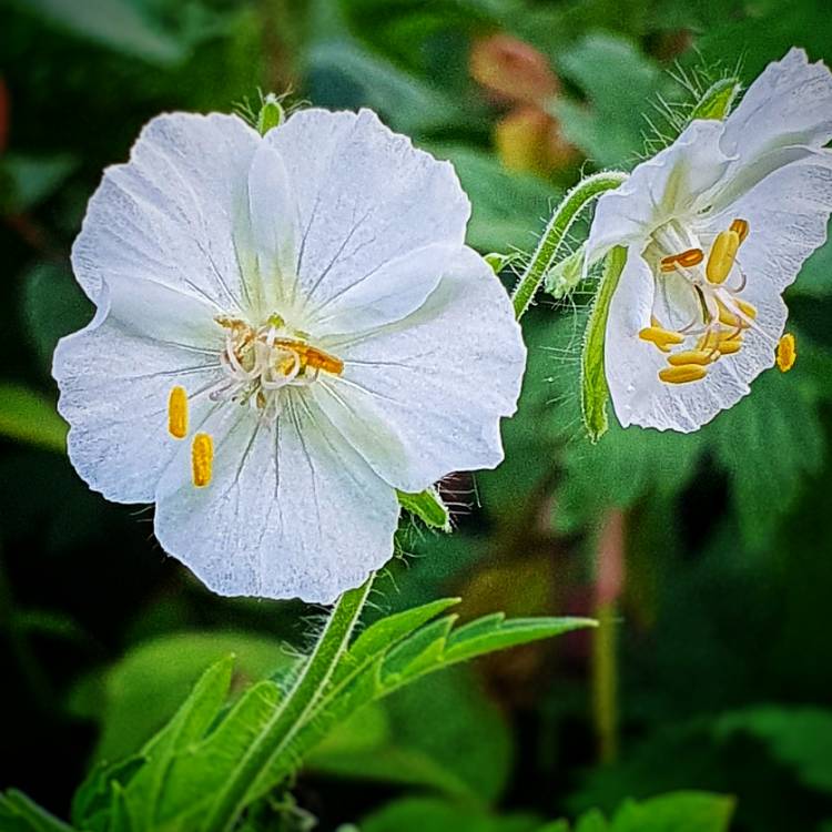 Plant image Geranium phaeum 'Album'