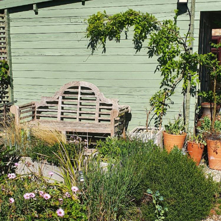 Plant image Wisteria floribunda 'Kokuryu' syn. Wisteria floribunda 'Black Dragon', Wisteria floribunda 'Royal Purple'