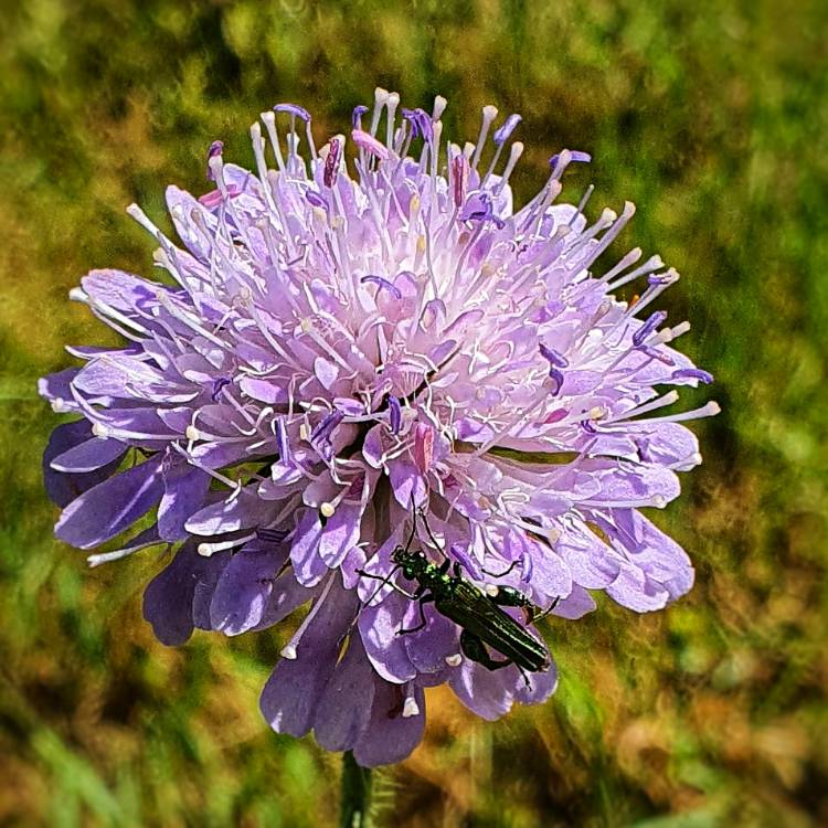 plant image 1329717