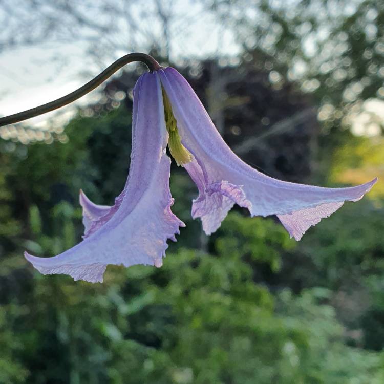 plant image 1339734