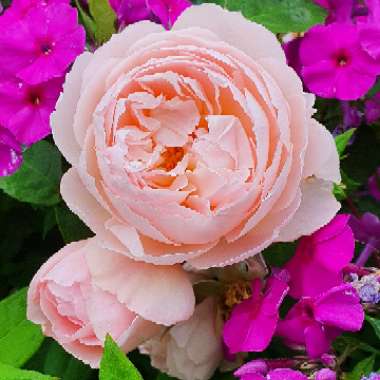 Rosa 'Ausrumba' syn. Rosa 'Gentle Hermione'
