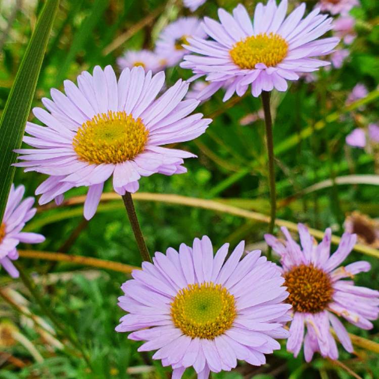 plant image 1362676