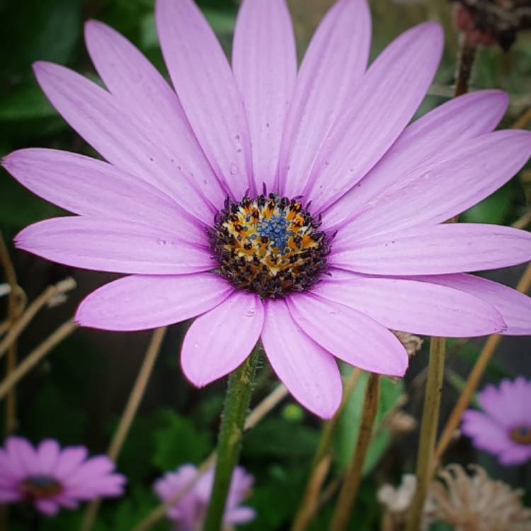 Plant image Osteospermum 'Jucundum'