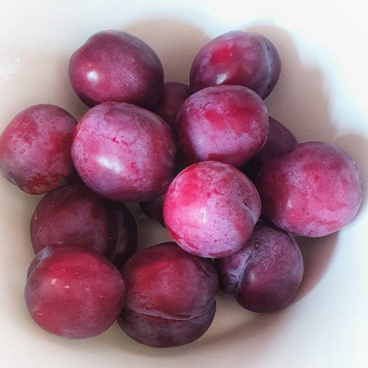 Plant image Prunus Domestica 'Opal'