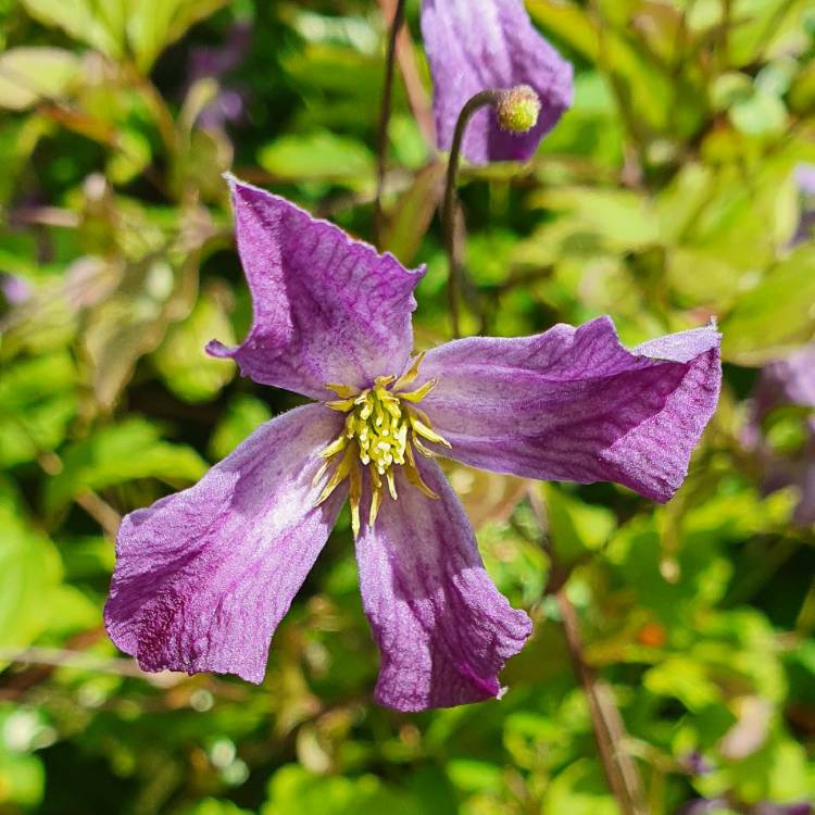 plant image 1366223