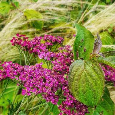 Achillea Millefolium 'Cerise Queen' syn. Achillea Millefolium 'Cherry Queen'