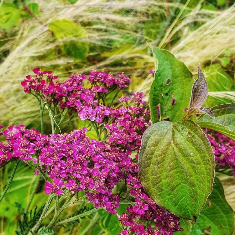 plant image 1368305