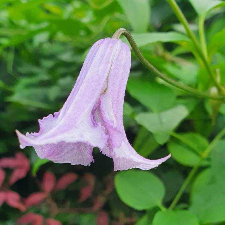 plant image 1383683