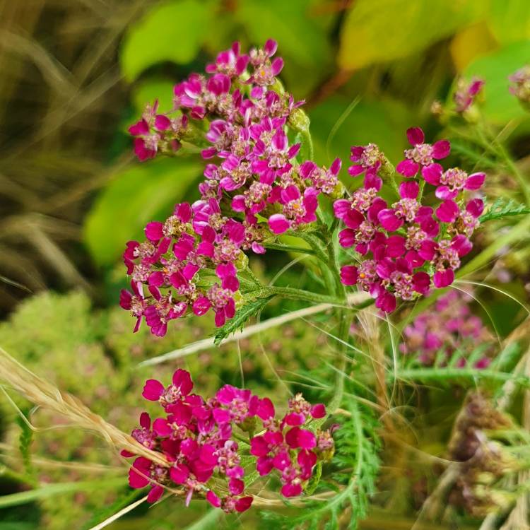 Plant image Achillea Millefolium 'Cerise Queen' syn. Achillea Millefolium 'Cherry Queen'