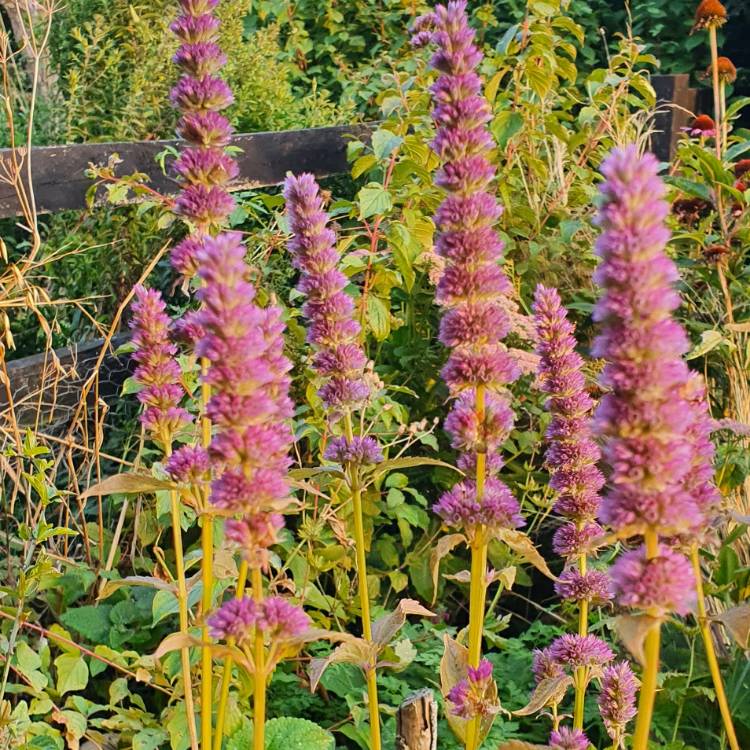 Plant image Agastache 'Blue Fortune'