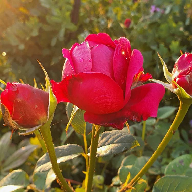 Plant image Rosa 'Ausroyal' syn. Rosa 'William Shakespeare'